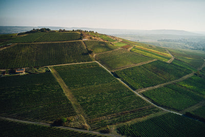 KREUZNACHER PARADIES  Riesling trocken